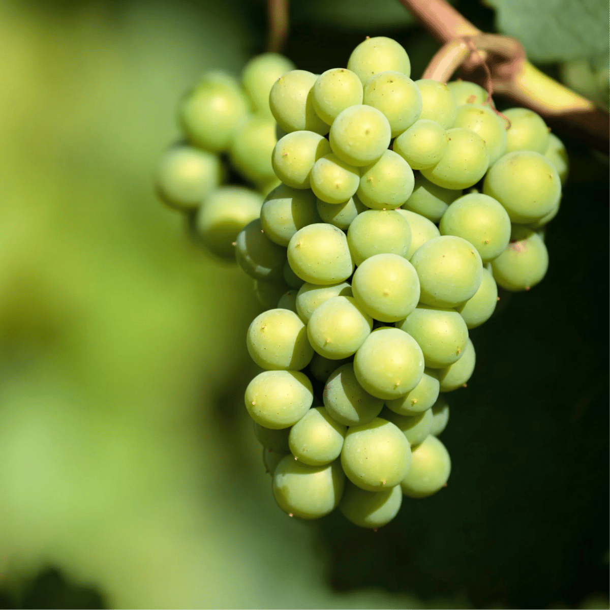 Sauvignon-Blanc Wine Republic - Enoteca and Wine Merchant