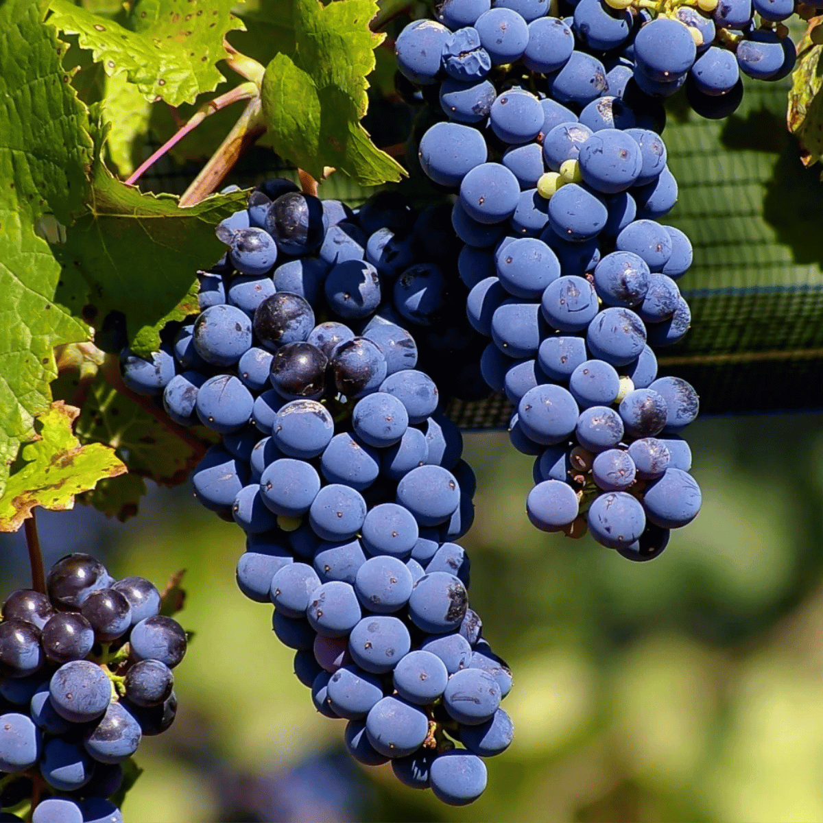 Malbec Wine Republic - Enoteca and Wine Merchant