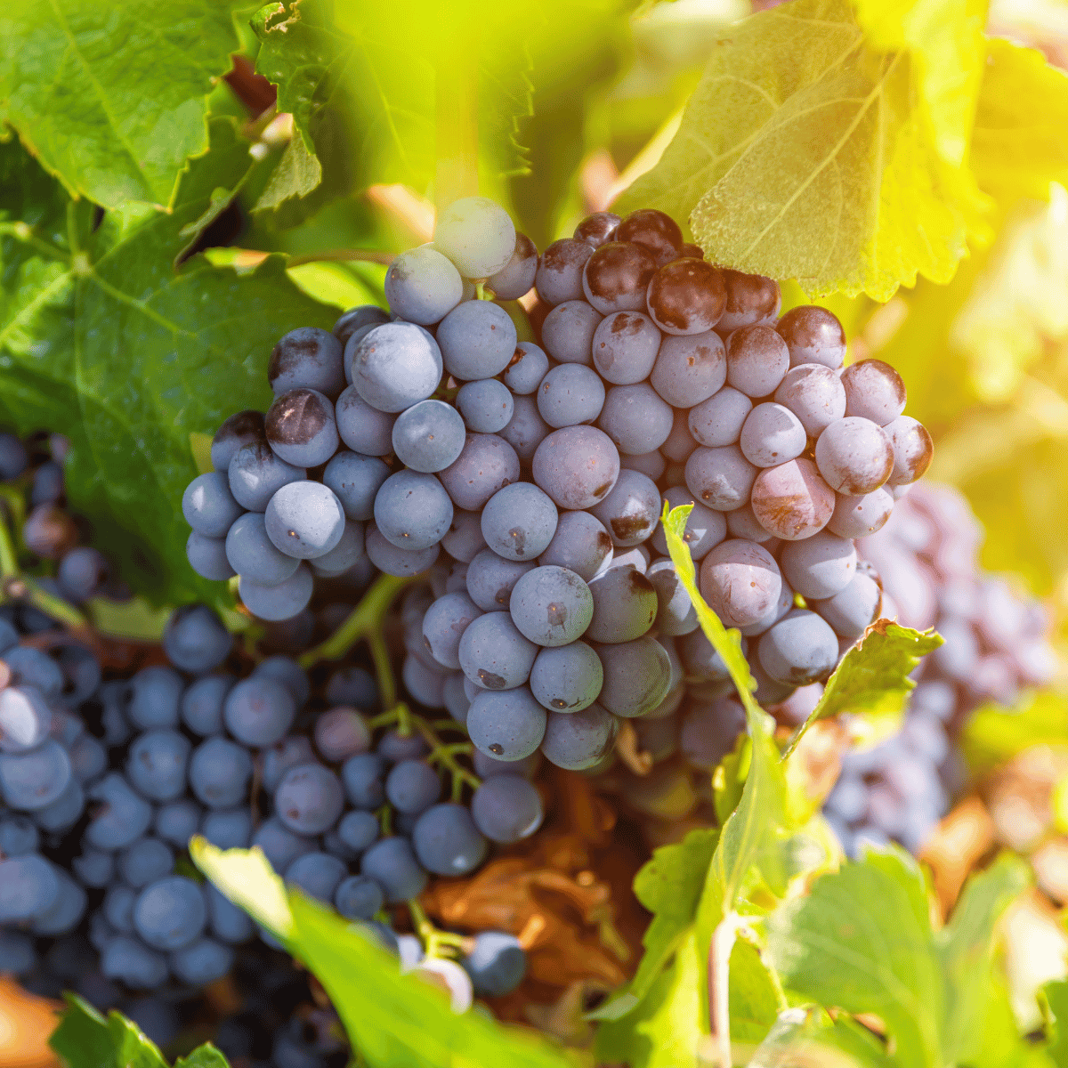 Rioja Wine Republic - Enoteca and Wine Merchant